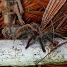 Spider in the Zacambu lodge